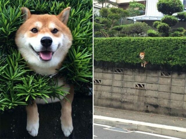 dog-in-grass dog in grass