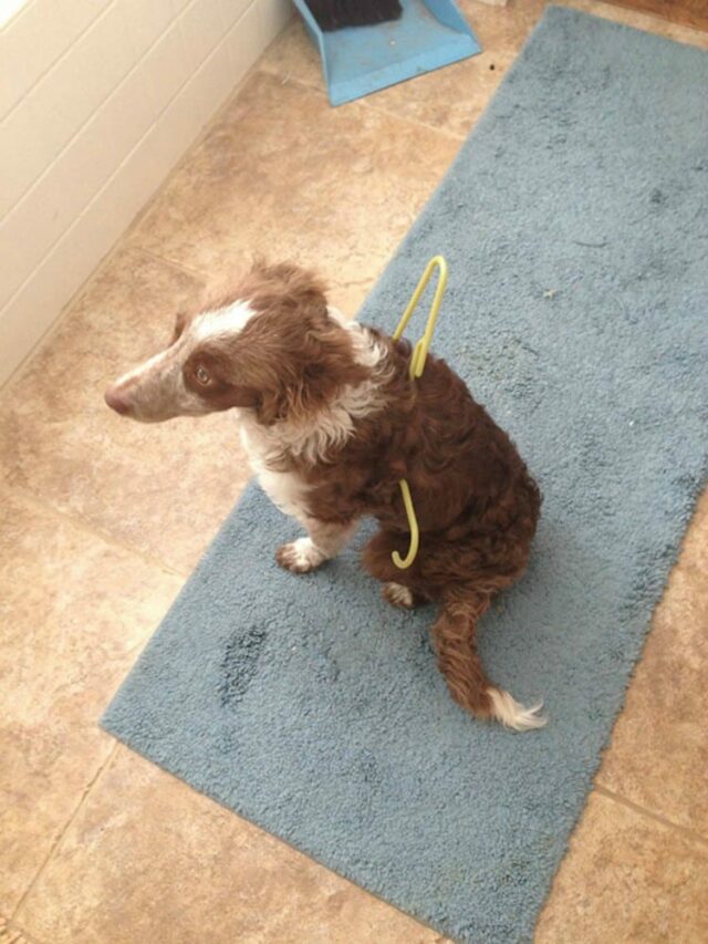 dog-in-hanger dog in hanger