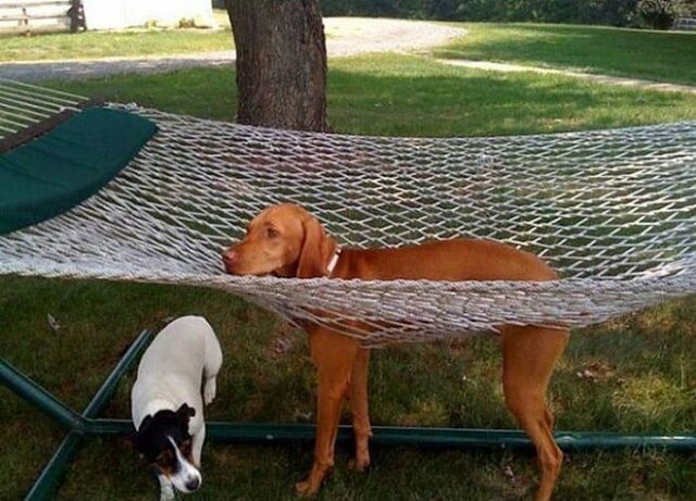dog-in-net dog in net