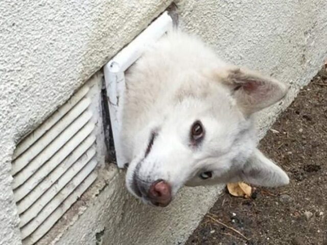 dog-in-sewer dog in sewer