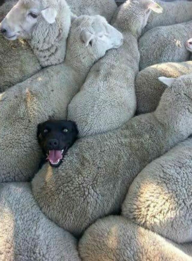 dog-in-sheep dog in sheep