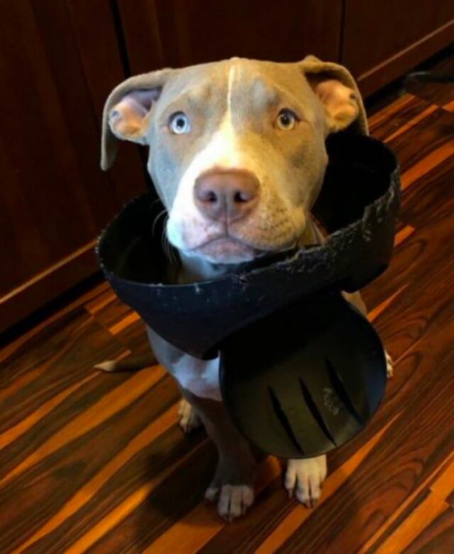dog-in-trash dog in trash