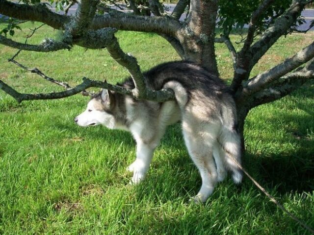 dog-in-tree dog in tree