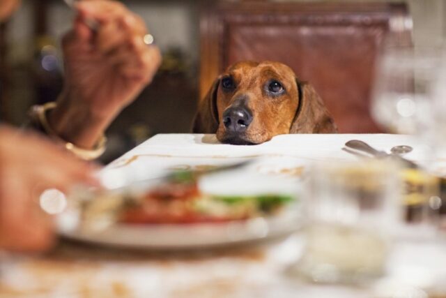 dog nutrition 945x630 1