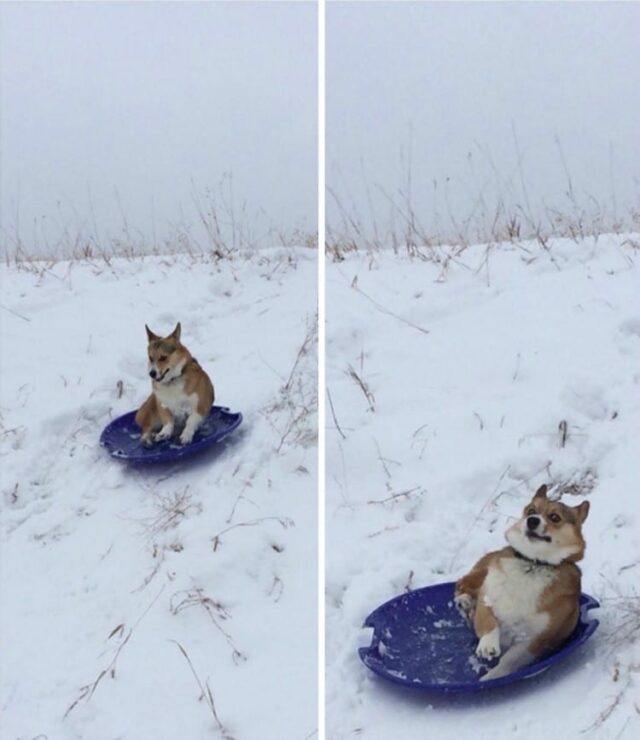 dog-snowboarding dog snowboarding