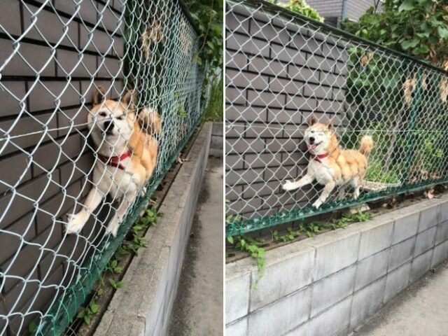 dog-stuck-in-fence dog stuck in fence