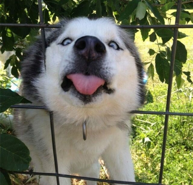dog-tongue dog tongue