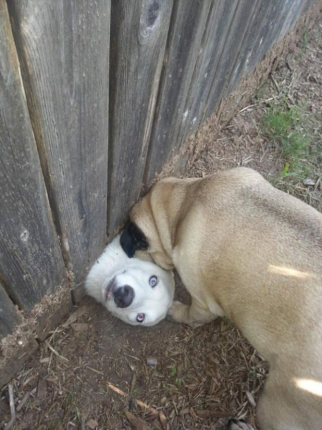 dog-under-fence dog under fence