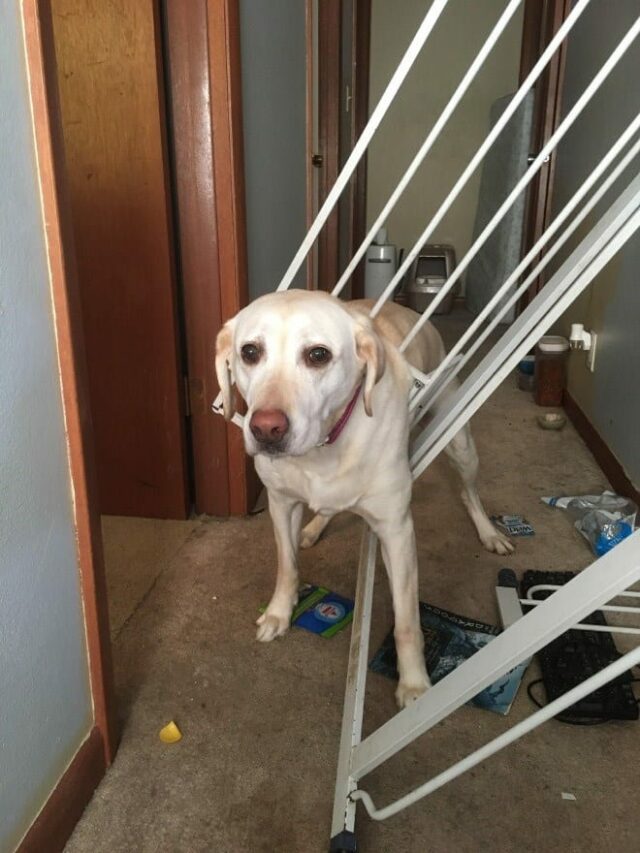 dog-wed dog wed
