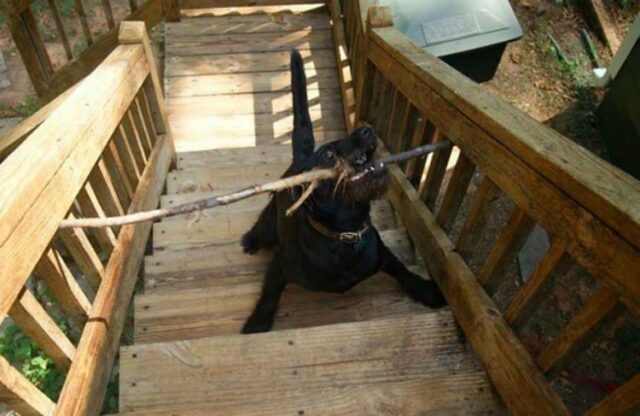 dog-with-stick dog with stick