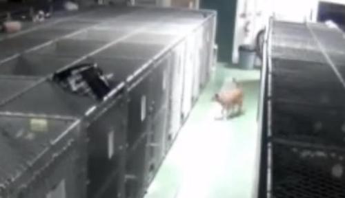 dog1 dog1