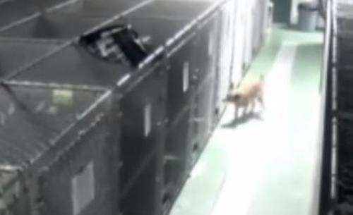 dog3 dog3