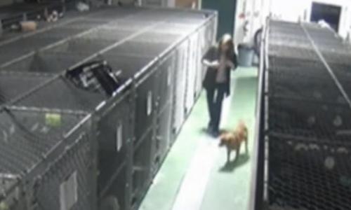 dog4 dog4