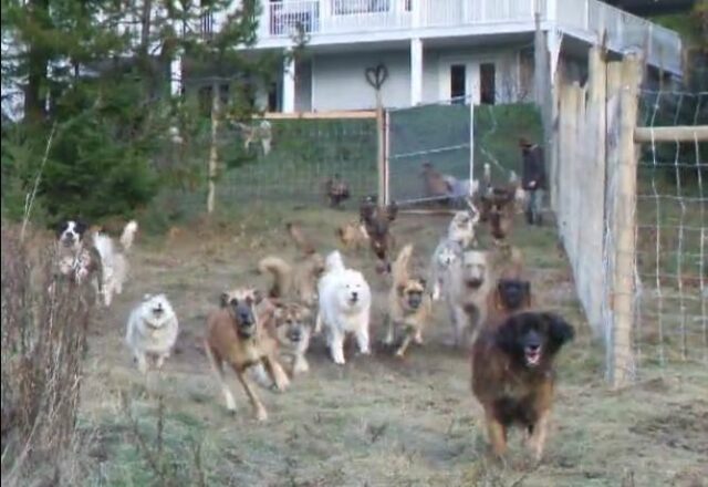 dogs 20