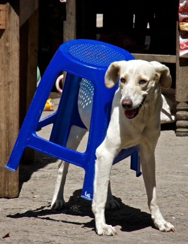 funny-dog funny dog