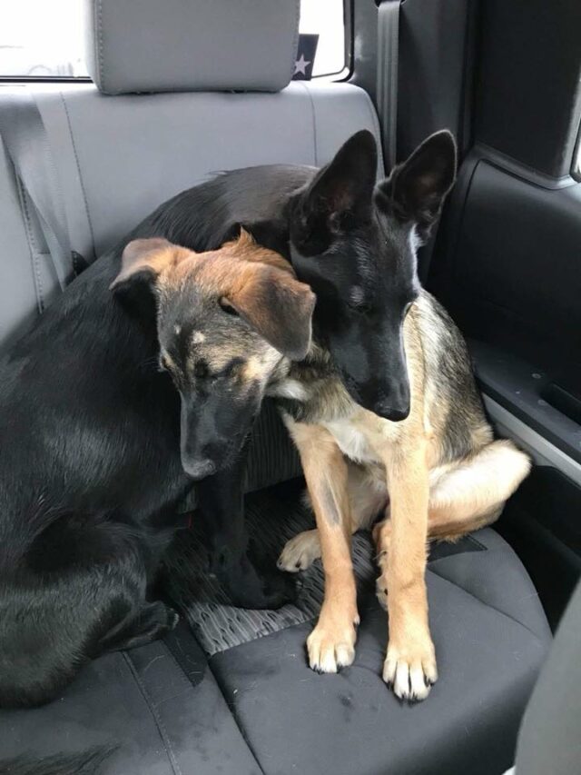 german-shepherds-1 german shepherds 1