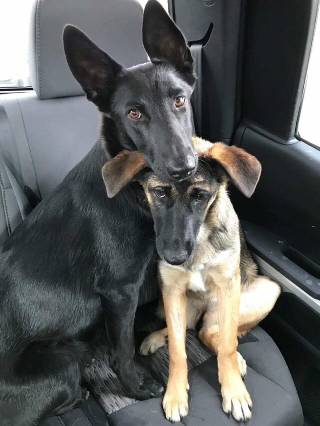 german-shepherds-2 german shepherds 2