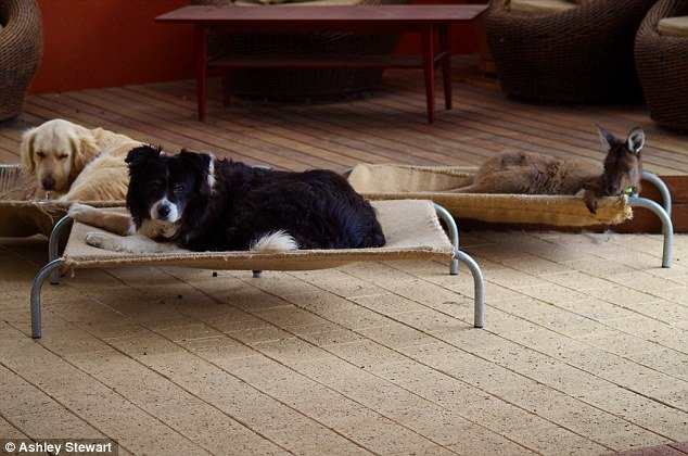 kangaroo dog 1