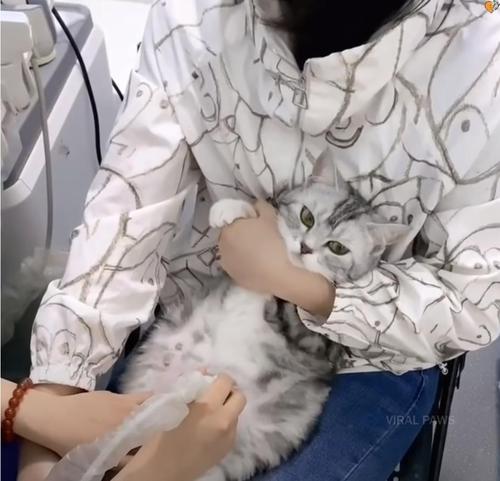 kitty1 kitty1