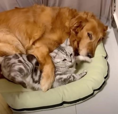 kitty3 kitty3