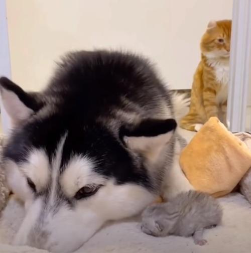 kitty4 kitty4
