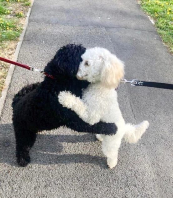monty1