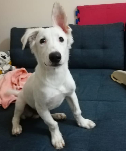 snoy2 526x630 1