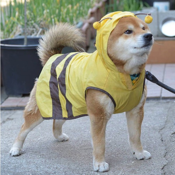 this is ryujii the handsome and ridiculously cute shiba from japan 01 14