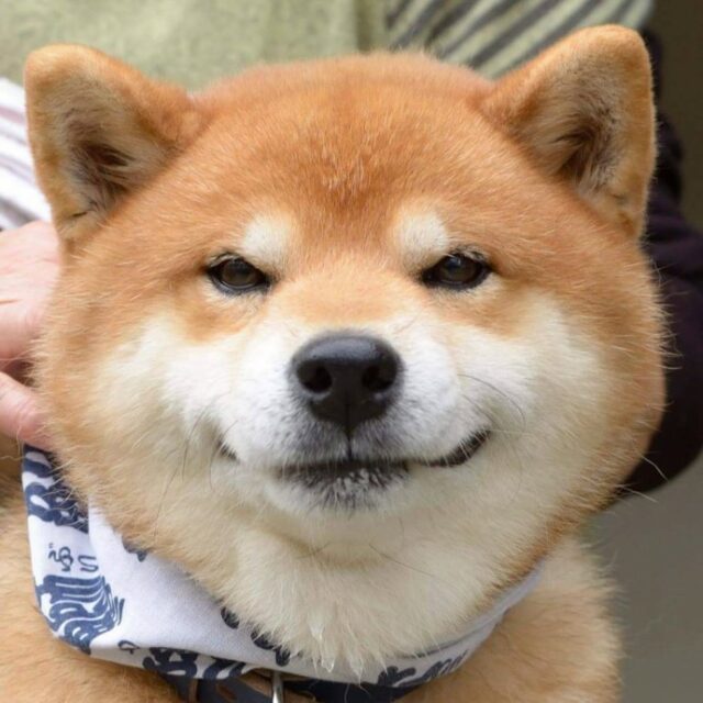 this is ryujii the handsome and ridiculously cute shiba from japan 05