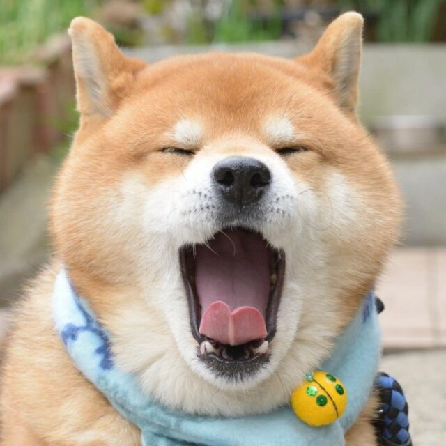 this is ryujii the handsome and ridiculously cute shiba from japan 14