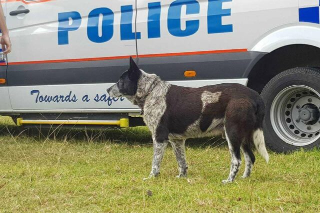 17-year-old-deaf-and-partially-blind-dog-leads-rescuers-to-toddler-missing-for-15-hours-and-becomes-a-honorary-police-dog-02 17 year old deaf and partially blind dog leads rescuers to toddler missing for 15 hours and becomes a honorary police dog 02