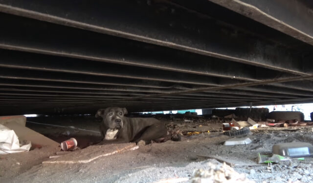 A-senior-dog-was-rescued-after-living-for-nearly-a-decade-under-a-container-2 A senior dog was rescued after living for nearly a decade under a container 2