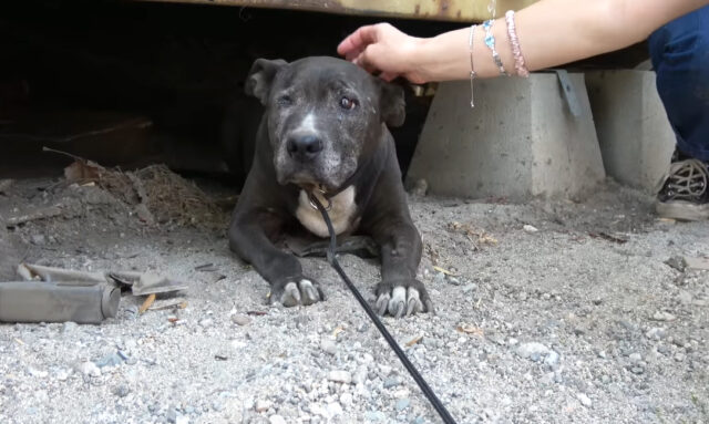 A-senior-dog-was-rescued-after-living-for-nearly-a-decade-under-a-container-3 A senior dog was rescued after living for nearly a decade under a container 3