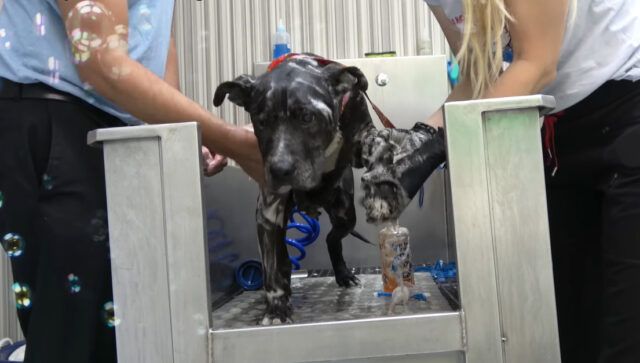A-senior-dog-was-rescued-after-living-for-nearly-a-decade-under-a-container-4 A senior dog was rescued after living for nearly a decade under a container 4