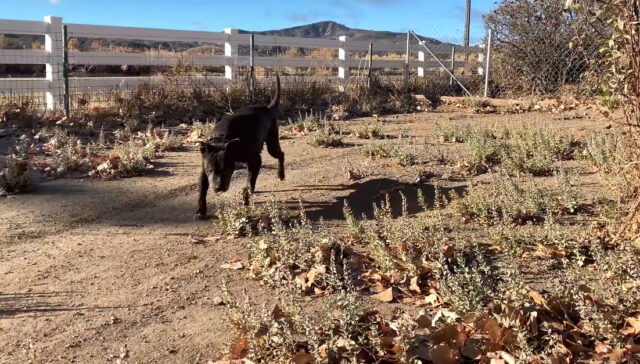 A-senior-dog-was-rescued-after-living-for-nearly-a-decade-under-a-container-5 A senior dog was rescued after living for nearly a decade under a container 5