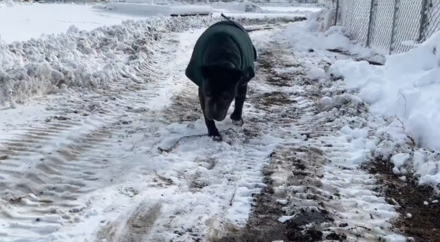 A-senior-dog-was-rescued-after-living-for-nearly-a-decade-under-a-container-6 A senior dog was rescued after living for nearly a decade under a container 6