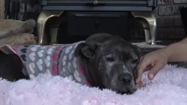 A-senior-dog-was-rescued-after-living-for-nearly-a-decade-under-a-container-7 A senior dog was rescued after living for nearly a decade under a container 7