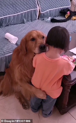 Loyal-Golden-Retriever-Protects-Crying-Girl-From-Mother-When-Being-Told-Off-2 Loyal Golden Retriever Protects Crying Girl From Mother When Being Told Off 2