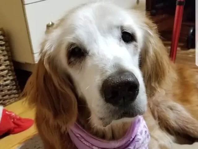 augie 3