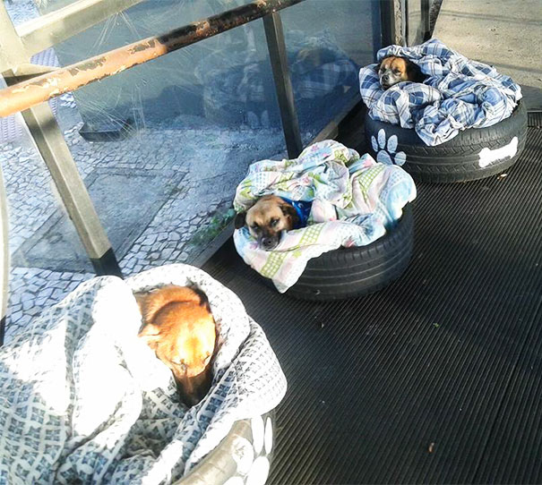 bus-station-opens-doors-stray-dogs-brazil-1-59130bff71357__605 bus station opens doors stray dogs brazil 1 59130bff71357 605