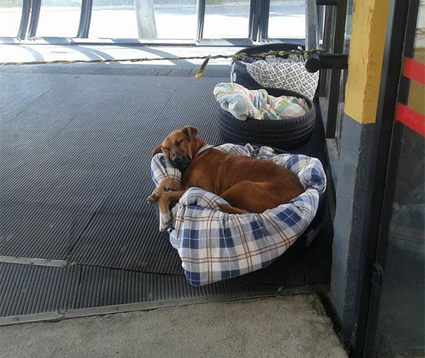 bus-station-opens-doors-stray-dogs-brazil-2-59130c019a18c__605 bus station opens doors stray dogs brazil 2 59130c019a18c 605
