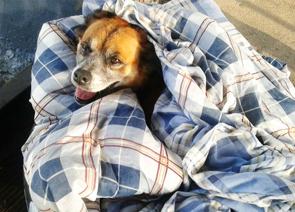bus-station-opens-doors-stray-dogs-brazil-4-59130c057be50__605 bus station opens doors stray dogs brazil 4 59130c057be50 605