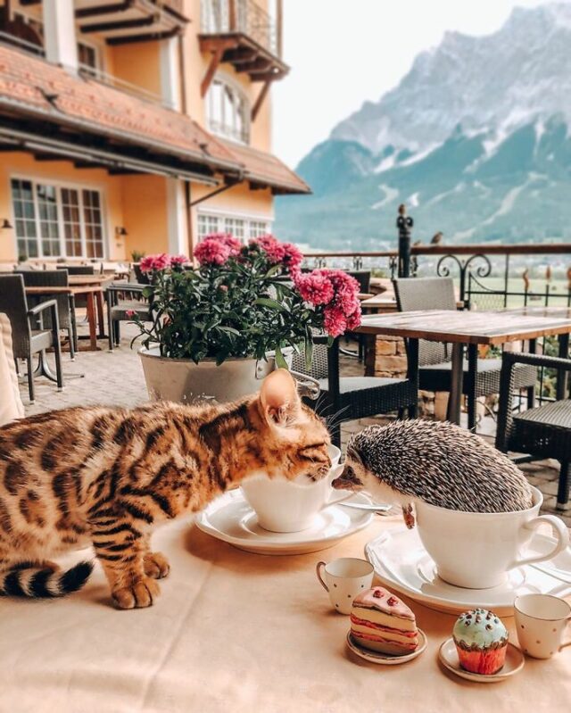 coffee