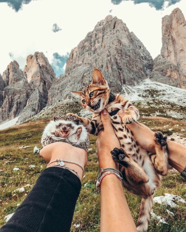 hedgehog bengal cat friendship mr pokee 15 5e95735ede908 700