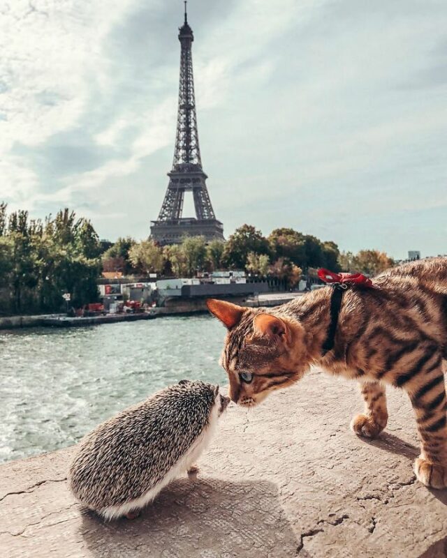 hedgehog bengal cat friendship mr pokee 19 5e9573677ee90 700