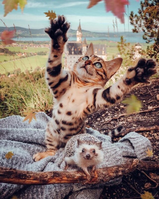 hedgehog bengal cat friendship mr pokee 21 5e95736b7e1c5 700