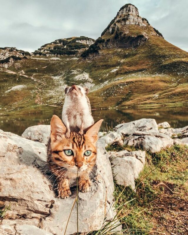 hedgehog bengal cat friendship mr pokee 29 5e95737d7a197 700