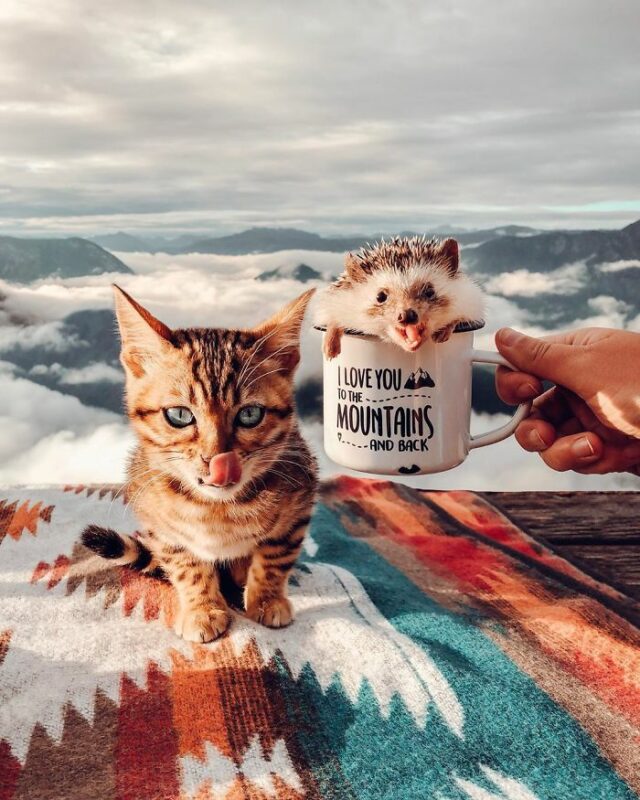 hedgehog bengal cat friendship mr pokee 35 5e95738bacc46 700
