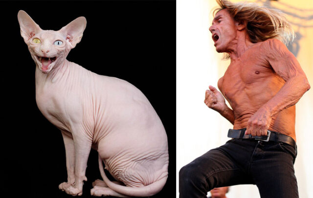 iggy pop