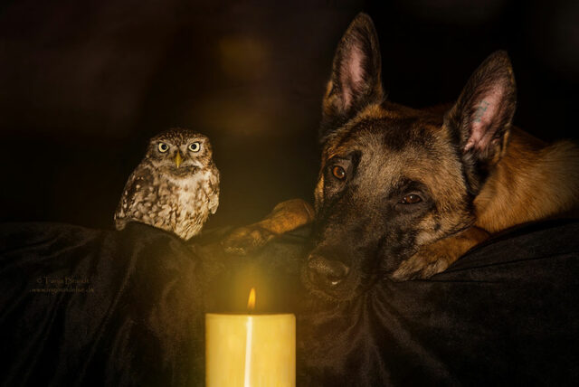 ingo-else-dog-owl-friendship-tanja-brandt-1 ingo else dog owl friendship tanja brandt 1